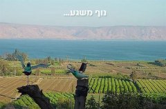 וילה אל הציפור 4